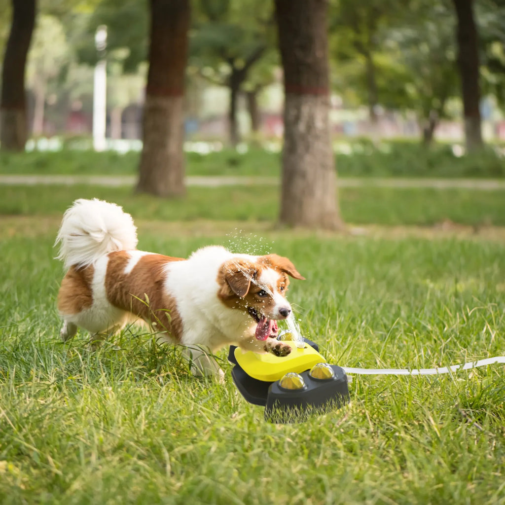 Dog playing with a toy on grass in a park